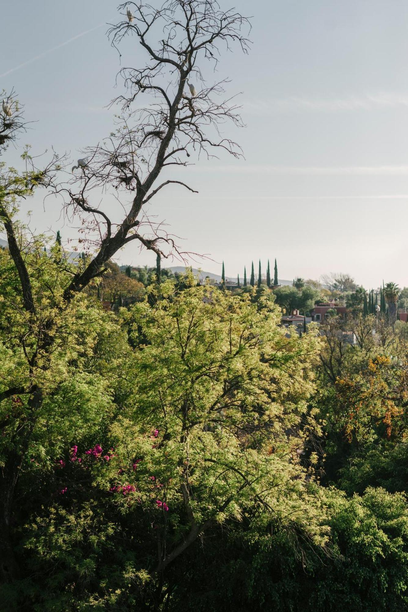 Hotel Apapacho Boutique San Miguel de Allende Zewnętrze zdjęcie